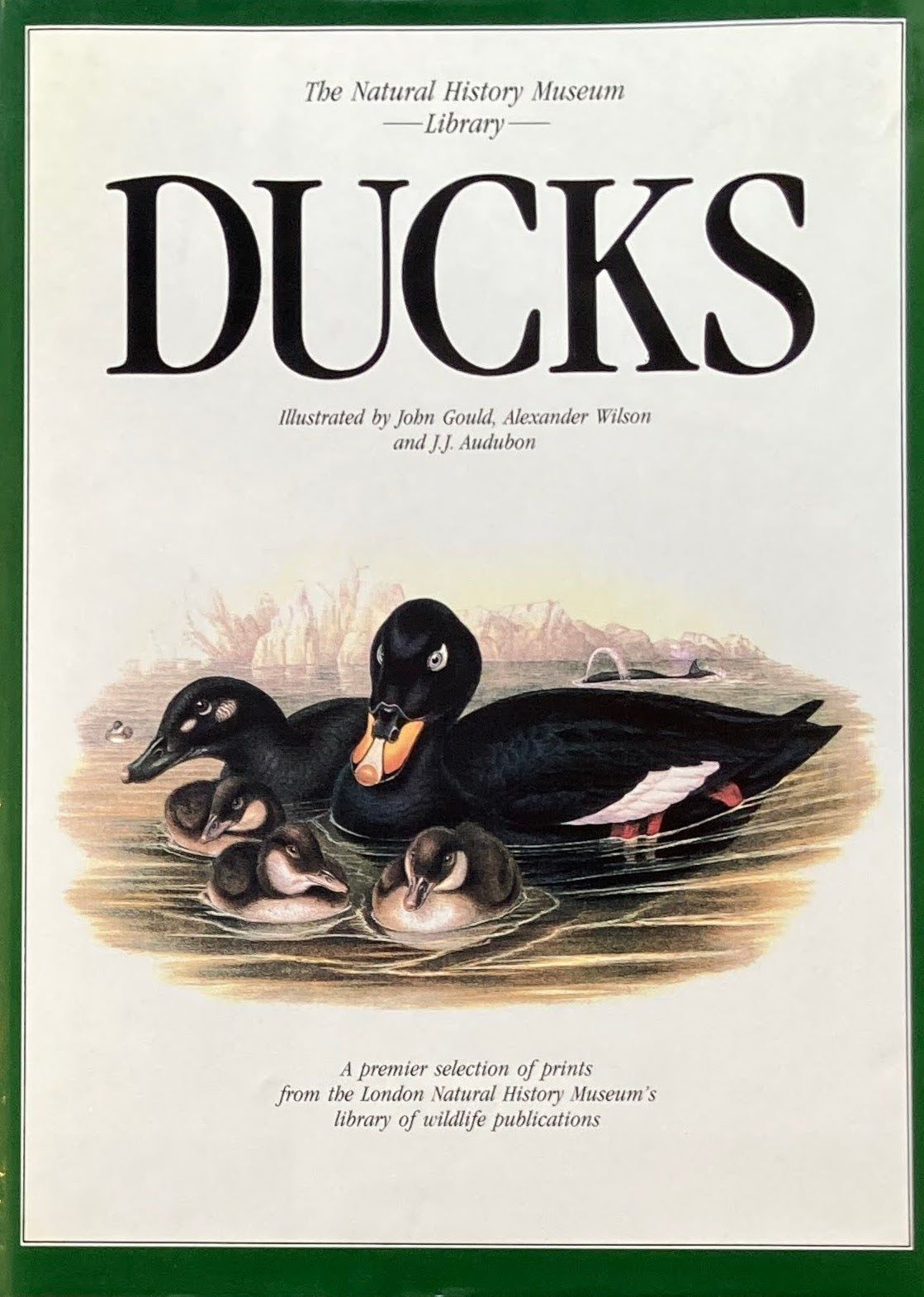 Ducks　Natural History Museum Library　J.J. Audubon　 John Gould　Alexander Wilson