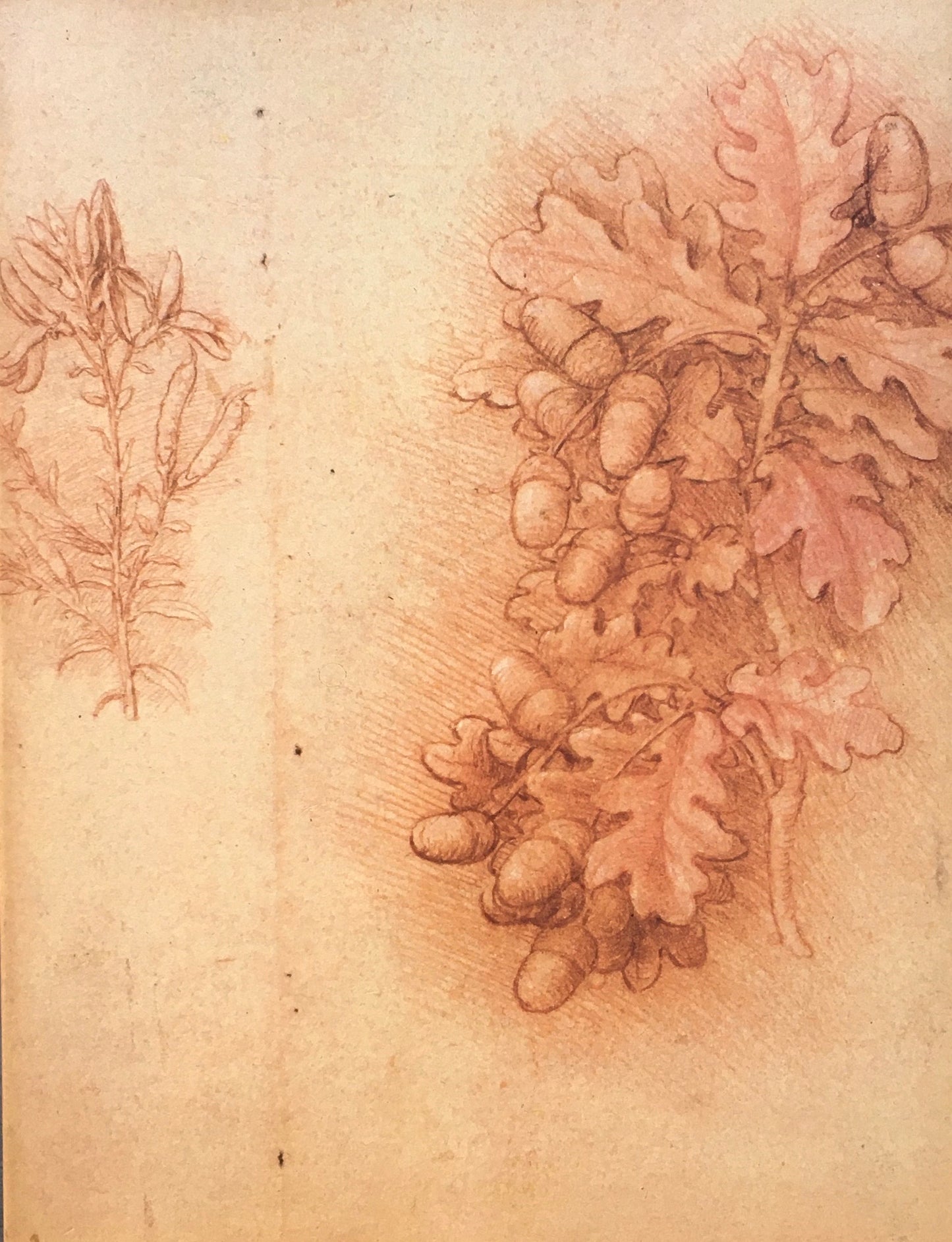 レオナルド・ダ・ビンチ素描集　ウィンザー城王室図書館蔵　1985