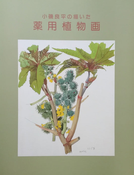 小磯良平の描いた 薬用植物画